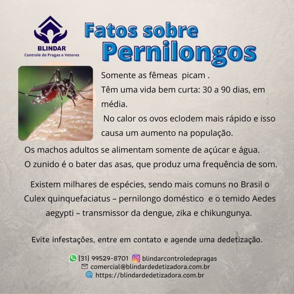 PERNILONGOS 4