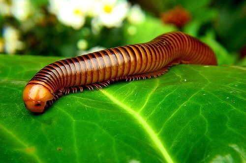 PIOLHO DE COBRA 1