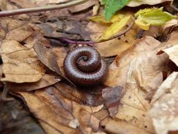 PIOLHO DE COBRA 2