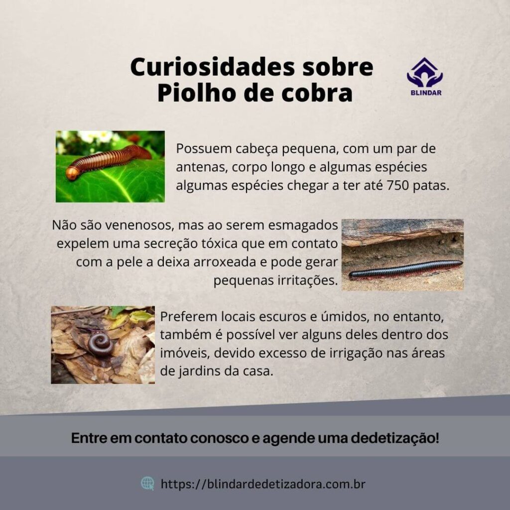 PIOLHO DE COBRA 4